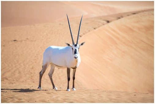 Как выглядит фауна Аравийского полуострова