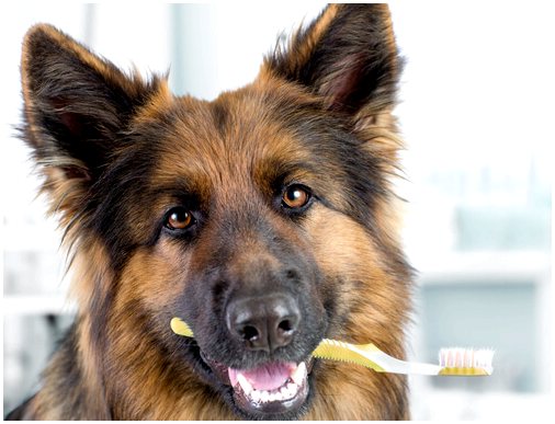 Зубной камень у собак: природные средства