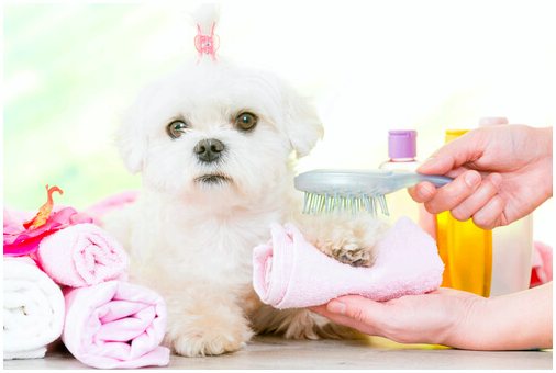 Сделайте домашнюю зубную пасту для собак