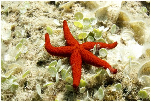 Характеристики морской звезды