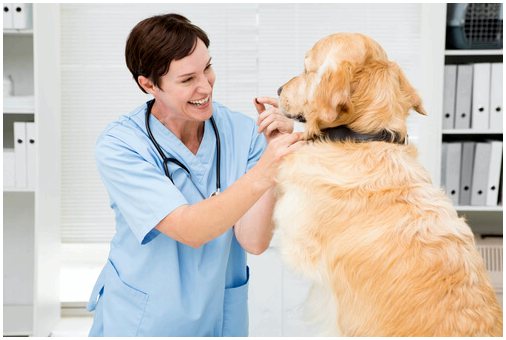 Лейшманиоз у собак: симптомы, профилактика и лечение