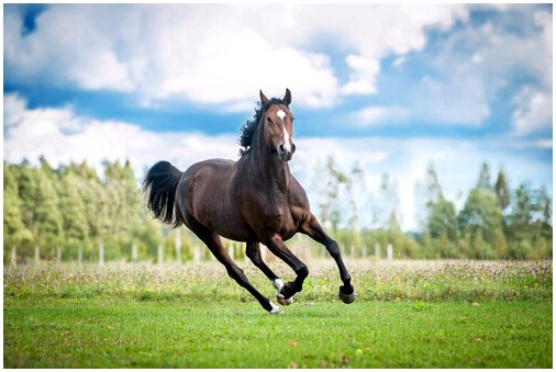 Лучшая лошадь для конного спорта