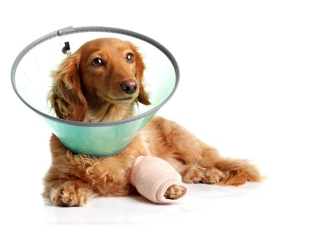 Мании и компульсивные расстройства у собак