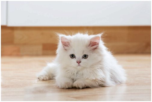 10 преимуществ наличия кошки дома