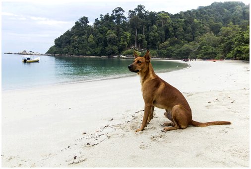 Отведите собаку на пляж: проведите лучший день с другом
