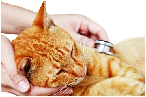 Передача и профилактика СПИДа у кошек