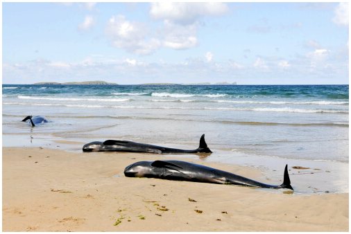 Почему сейсмические исследования влияют на китообразных?