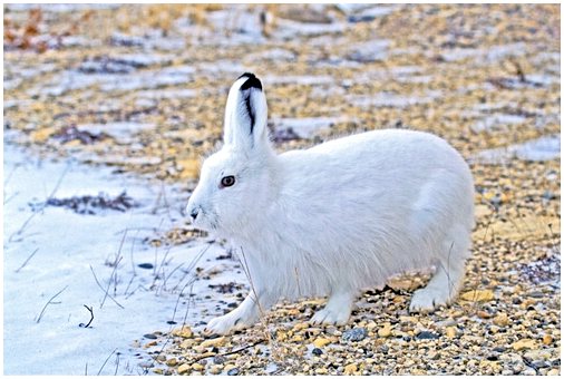 Полярный заяц: характеристика и среда обитания