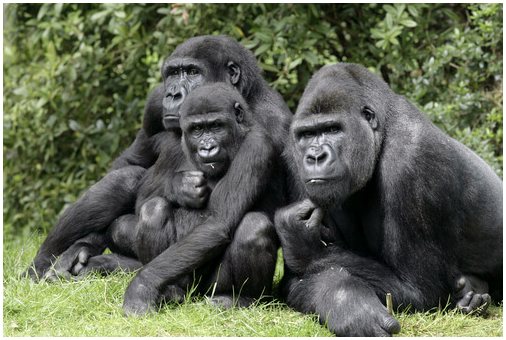 Семья горилл сложнее, чем кажется