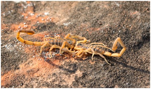 Скорпионы: 8 фактов, которые вы должны знать