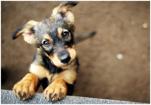 Согласно исследованию, креольские собаки более нервничают