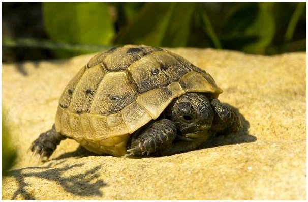 Средиземноморская черепаха: характеристики, поведение и среда обитания