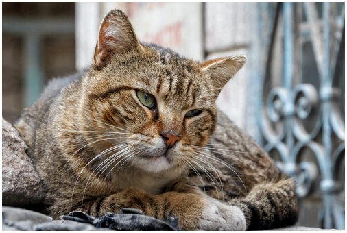 Старческое слабоумие у кошек: симптомы и лечение