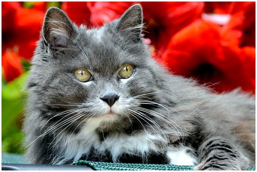 Старческое слабоумие у кошек: симптомы и лечение