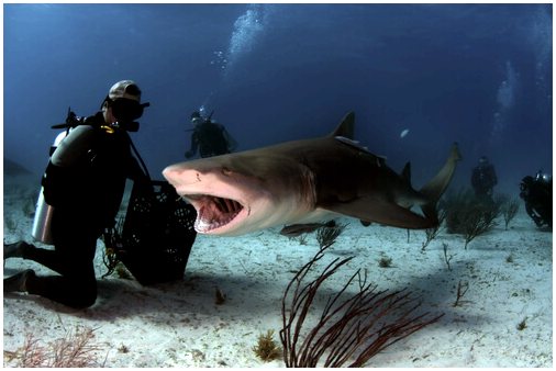 Тигровая акула: характеристика и кормление