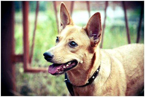Уши собаки: движения, значения и значение