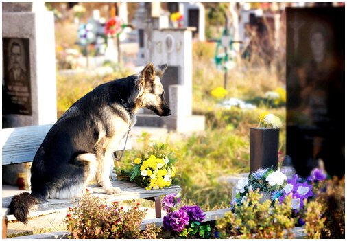 Куда уходят домашние животные после смерти?