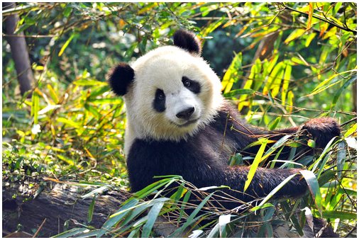 Все, что вы не знаете о пандах