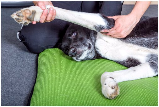 Вы уже знаете, как делать массаж собаке?