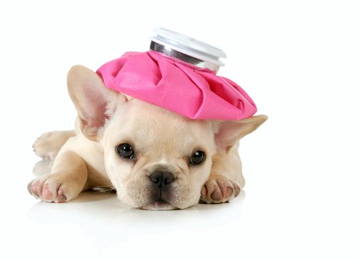 Вы знаете правила вакцинации собак?