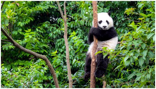 Все, что вы не знаете о пандах