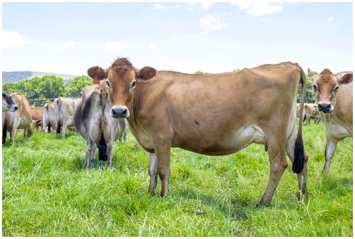 7 пород молочных коров
