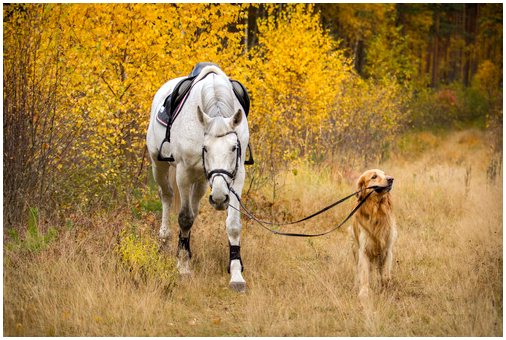 Борьба с остеоартрозом у собак и лошадей: стволовые клетки