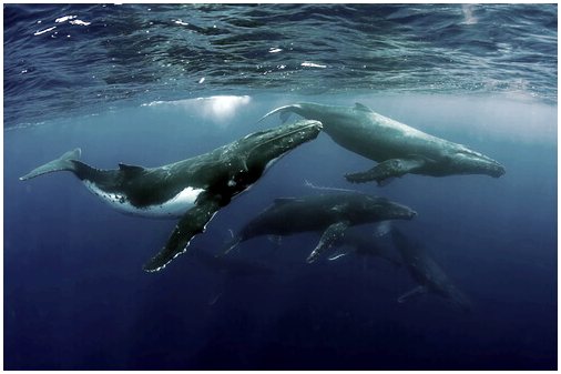 Для чего нужен китовый помет?