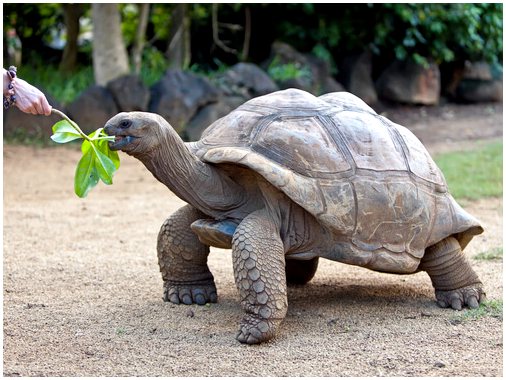 Гигантская черепаха Галапагосских островов