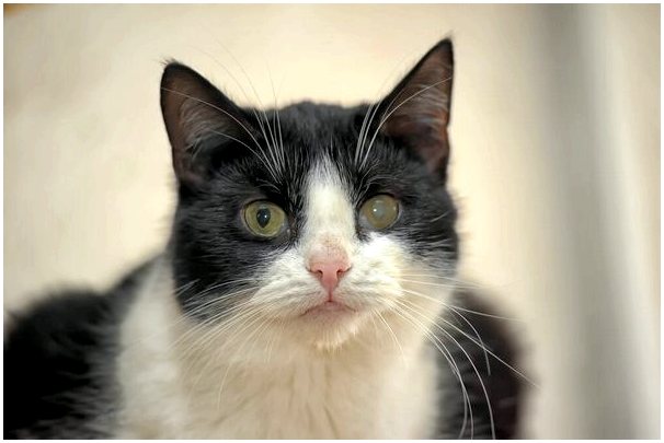 Глаукома у кошек: причины, симптомы и лечение