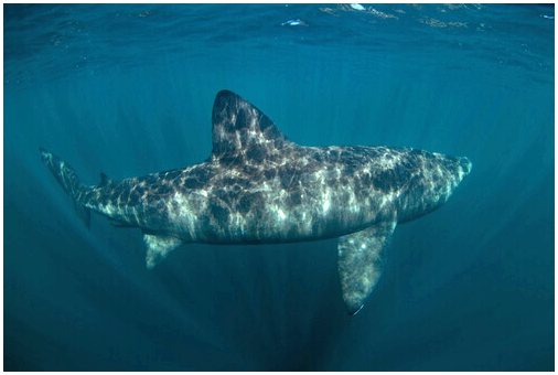 Греблявая акула: среда обитания и характеристики