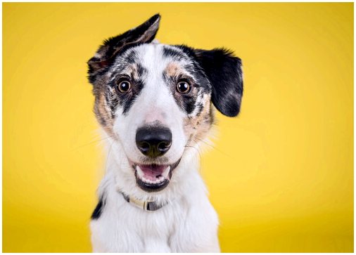 Инициатива желтой ленты позволяет вашей собаке иметь свободное пространство