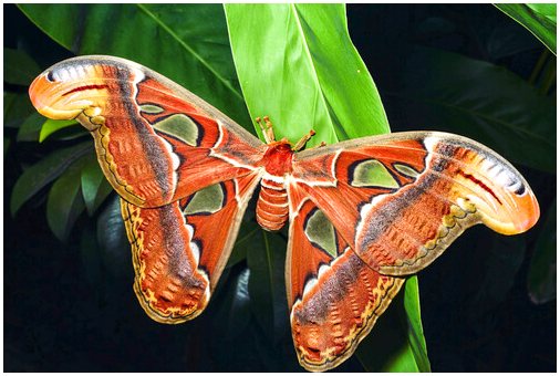 Энтомологический музей CURLA: бабочки-протагонисты