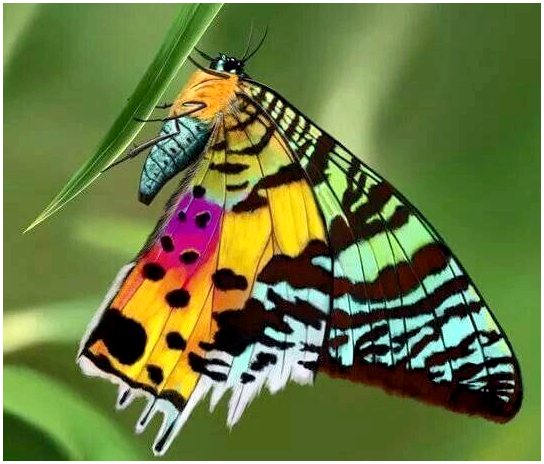 Энтомологический музей CURLA: бабочки-протагонисты