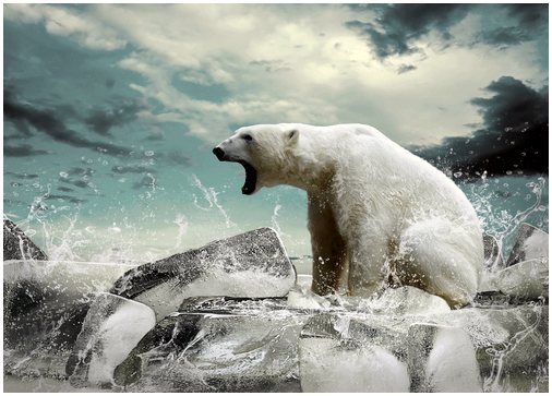 Белые медведи и глобальное потепление