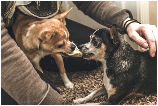 Как предотвратить и лечить ревность у домашних животных?