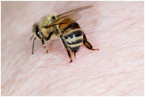 7 любопытных фактов о пчелах