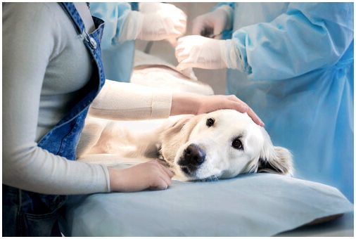 Кишечная непроходимость у собак: симптомы и лечение