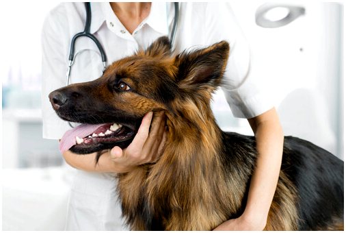 Токсоплазмоз у собак: симптомы, лечение и прогноз
