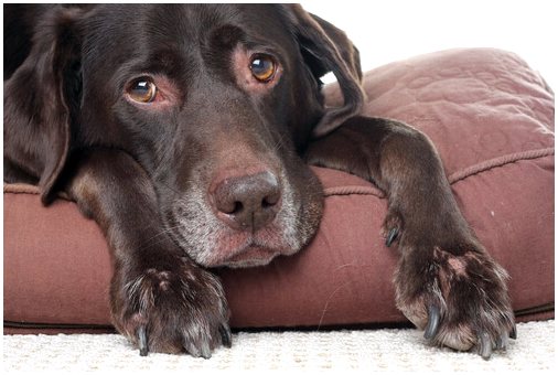 Лечение лептоспироза у собак