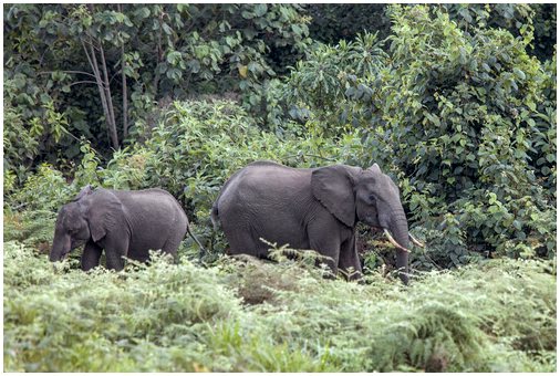 Лесные слоны, хранители деревьев