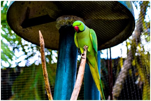 Мировая торговля экзотическими животными угрожает диким попугаям