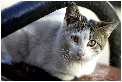 Наиболее распространенные виды рака у кошек