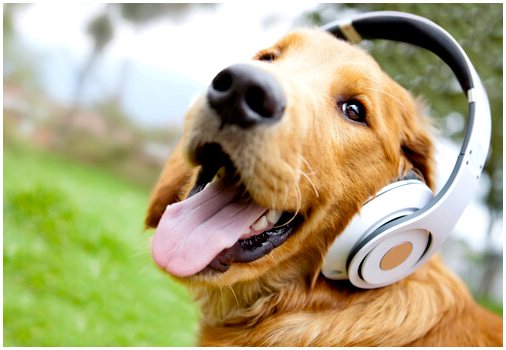 Собаки любят музыку?