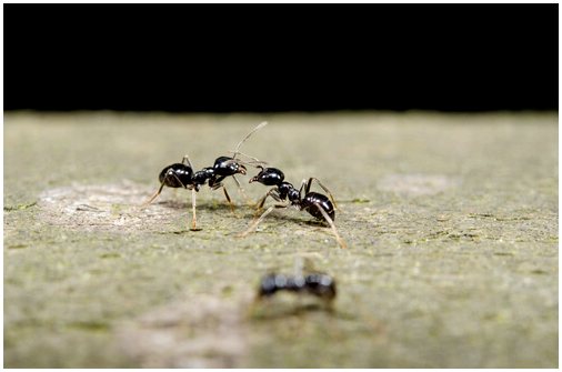 Общение между муравьями