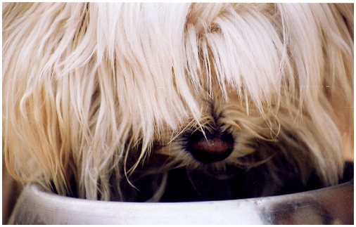 Почему не стоит стричь волоски на усах собаки