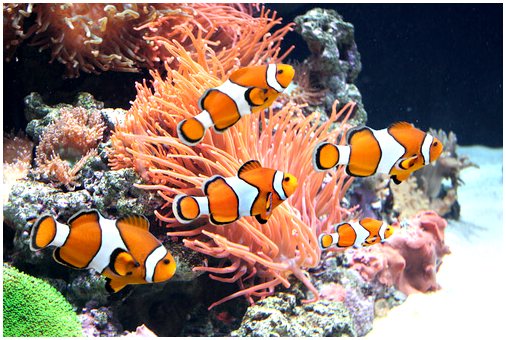 Почему рыба-клоун оранжевого цвета?