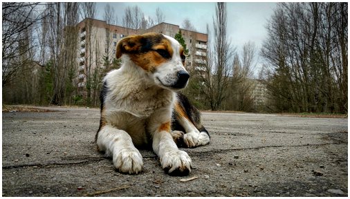 Последние собаки Чернобыля