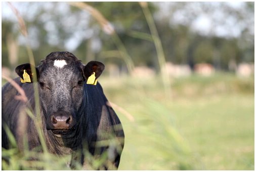 Применение противопаразитарных средств для крупного рогатого скота