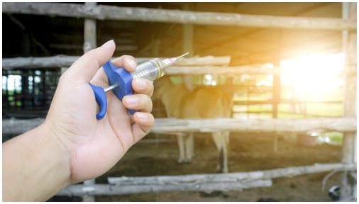 Применение противопаразитарных средств для крупного рогатого скота